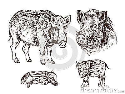 Wild boar Sus scrofa collection, pig side view, muzzle and piglets, gravure style ink drawing illustration isolated Vector Illustration